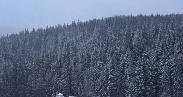 В румынских Карпатах нашли мертвым 28-летнего украинца 