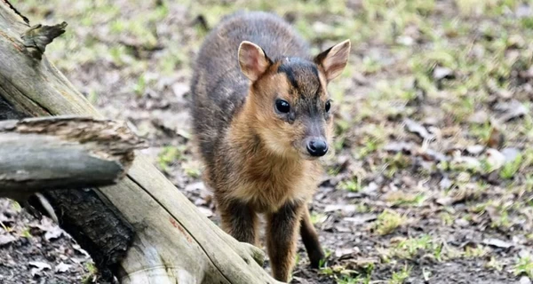 В киевском зоопарке мунтжак Мо полностью восстановился после тяжелой травмы, полученной при обстреле РФ