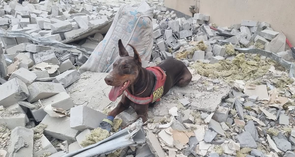 Останній пошук Ханни: як жила і працювала легендарна собака-рятівниця з Павлограда