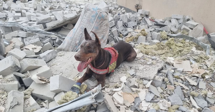 Останній пошук Ханни: як жила і працювала легендарна собака-рятівниця з Павлограда