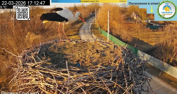 В гнездо Грицыка и Одарки на Полтавщине прилетел первый аист в этом году