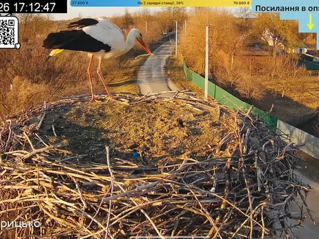 До гнізда Грицика і Одарки на Полтавщині прилетів перший лелека