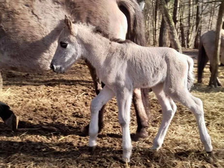 100 лет назад этих коней уничтожили: во Львовской области возрождают популяцию уникальных тарпанов