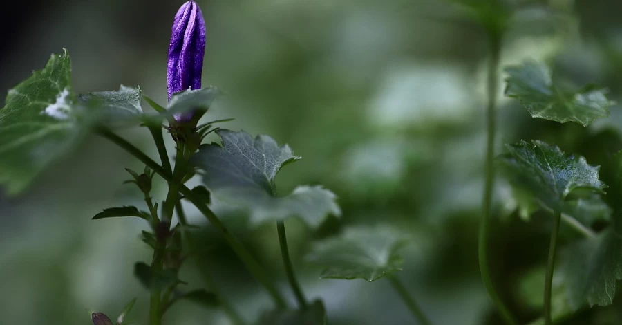 Погода в Украине 24 марта - до +16 градусов и без осадков