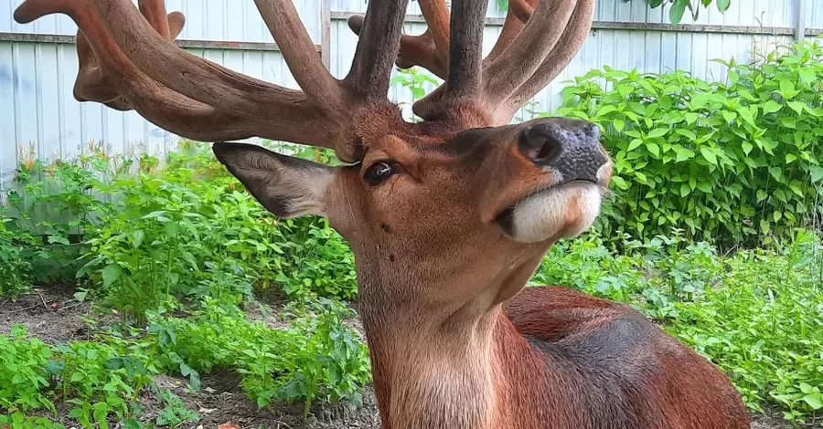 В Ровенской области авто сбило звездного оленя Борьку - животное в критическом состоянии