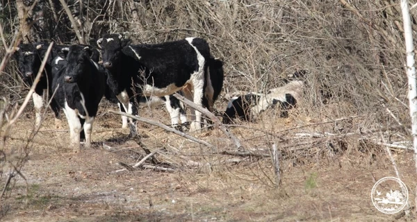 Науковці б’ють тривогу: у Чорнобильському заповіднику серйозно поранено ватажка здичавілого стада корів