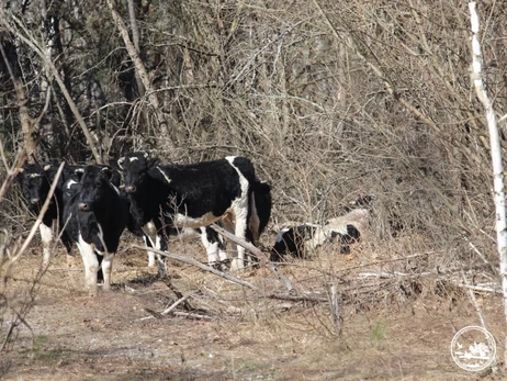 Науковці б’ють тривогу: у Чорнобильському заповіднику серйозно поранено ватажка здичавілого стада корів