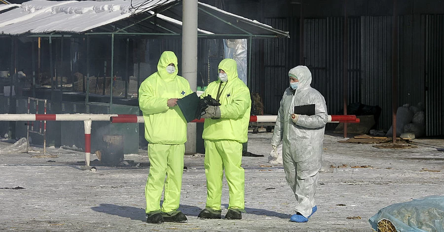 Массовая «утилизация» скота в РФ: фермеры теряют все, но вместо бунта жалуются «царю-батюшке» 