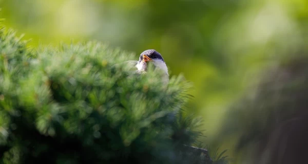 25 марта - какой сегодня праздник, Благовещение Пресвятой Богородицы, все об этом дне