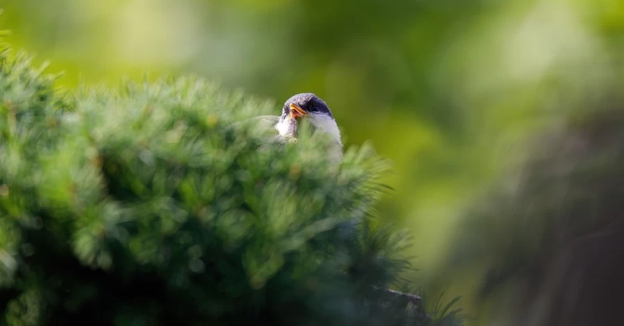 25 березня - яке сьогодні свято, Благовіщення Пресвятої Богородиці, все про цей день