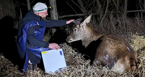 У звездного оленя Бориса, которого сбила машина, диагностировали перелом, его жизнь под угрозой