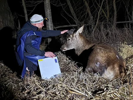 У звездного оленя Бориса, которого сбила машина, диагностировали перелом, его жизнь под угрозой