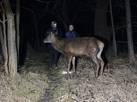 В лесничестве объяснили, почему не дали транспортировать оленя Бориса для операции
