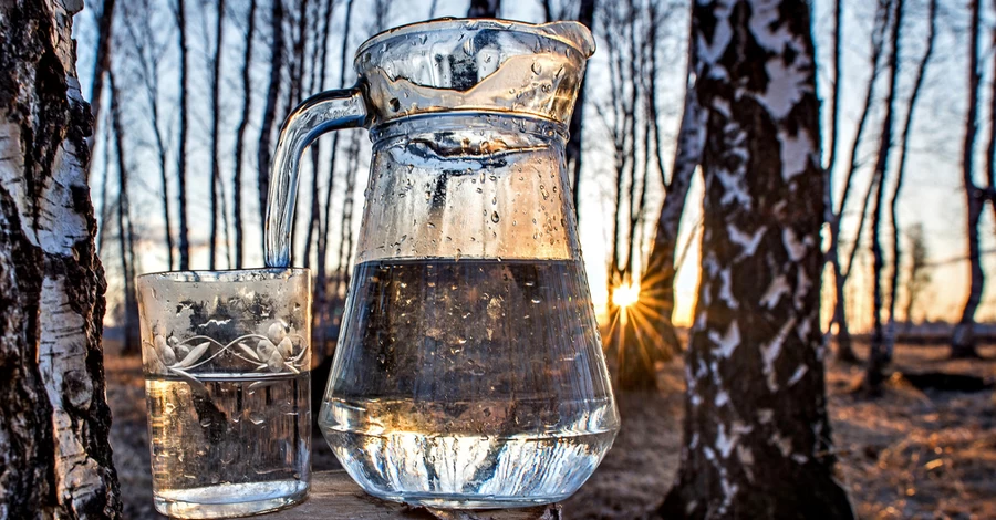 Березовий «фреш» по 10 гривень за літр : як правильно його збирати і чим він корисний