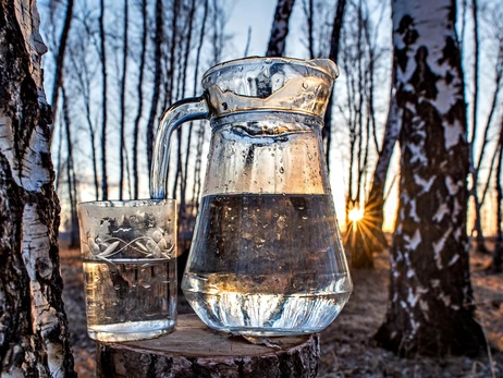 Березовий «фреш» по 10 гривень за літр : як правильно його збирати і чим він корисний