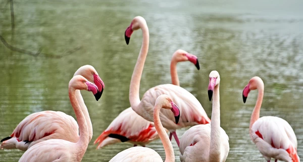 Розовые фламинго вернулись на озеро Киевского зоопарка