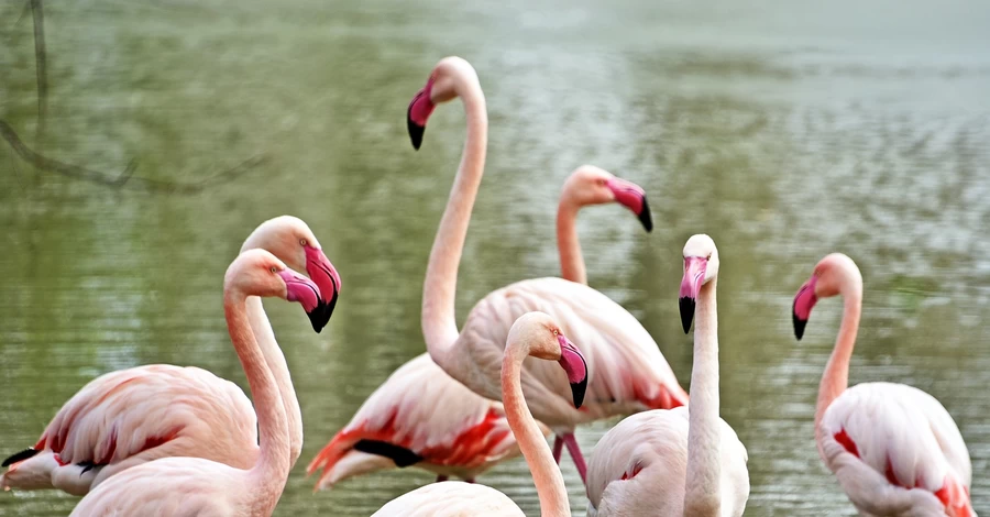 Розовые фламинго вернулись на озеро Киевского зоопарка
