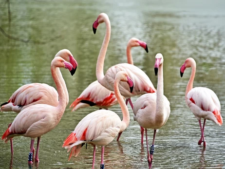 Розовые фламинго вернулись на озеро Киевского зоопарка