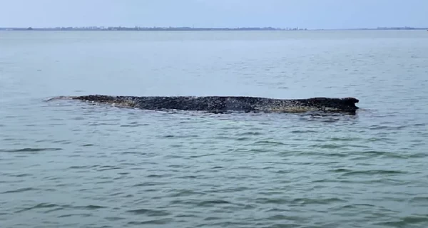 В Німеччині намагаються врятувати кита, який вдруге викинувся на берег