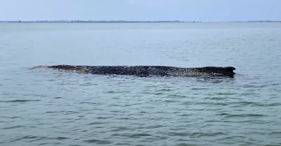 В Германии пытаются спасти кита, который вторично выбросился на берег