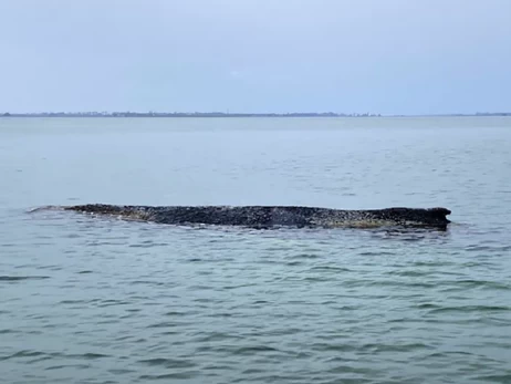 В Німеччині намагаються врятувати кита, який вдруге викинувся на берег
