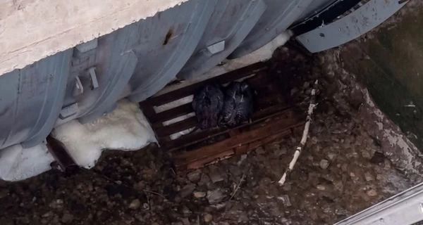 В Житомирской области спасли двух бобров, которые оказались в ловушке между шлюзом и дамбой