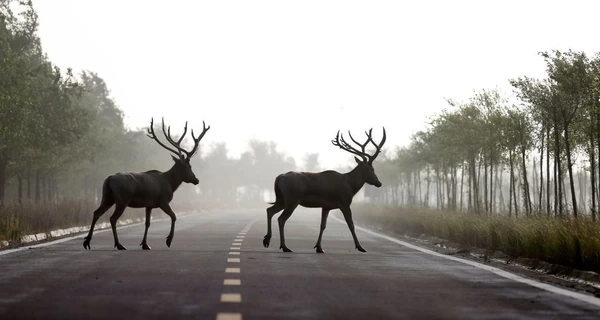 От оленя Бориса до барсука в Киевской области: почему наши дороги стали ловушкой для диких животных