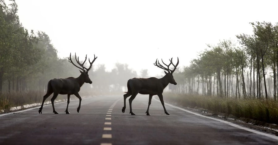 Від оленя Бориса до борсука на Київщині: чому наші дороги стали пасткою для диких тварин