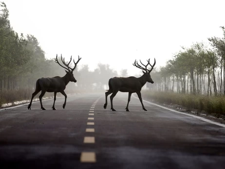 От оленя Бориса до барсука в Киевской области: почему наши дороги стали ловушкой для диких животных