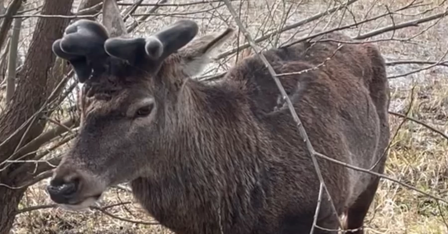 Ветеринар рассказал о состоянии оленя Бориса после ДТП в Ровенской области