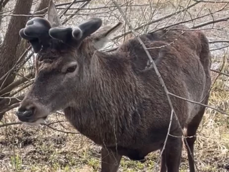 Ветеринар рассказал о состоянии оленя Бориса после ДТП в Ровенской области