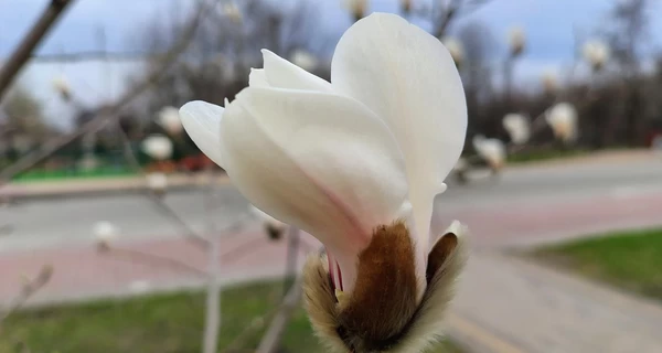 У Києві розквітли сакури та магнолії - список локацій для прогулянок