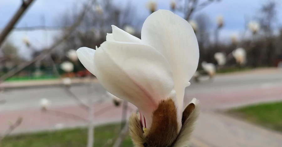 У Києві розквітли сакури та магнолії - список локацій для прогулянок