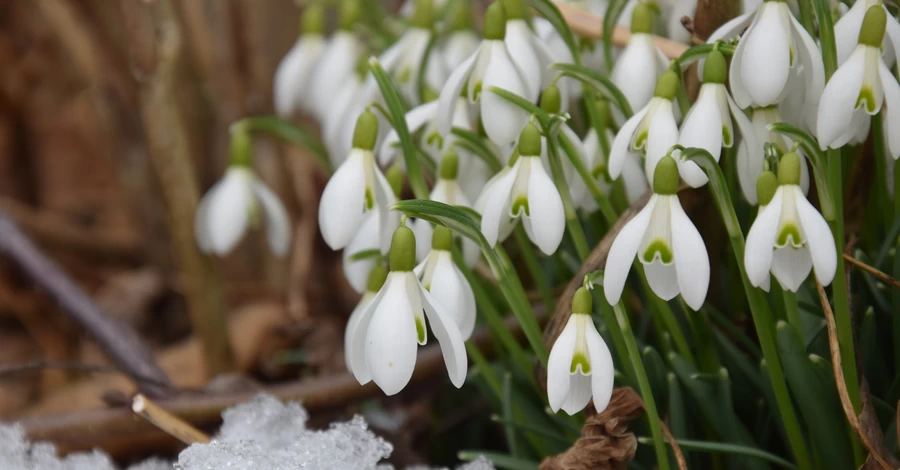 Март в Киеве установил уникальный рекорд - выпало всего 3% осадков от нормы