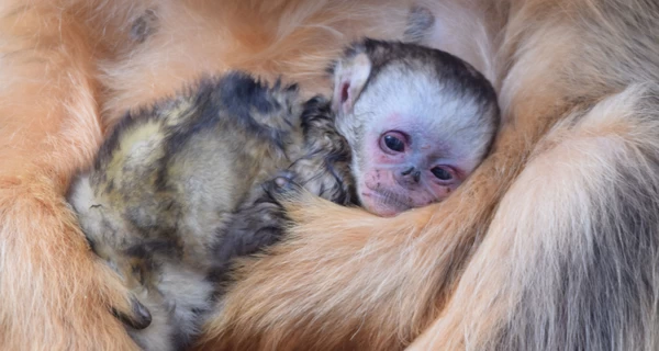 У французькому зоопарку народилася золотиста кирпоноса мавпа — уперше за межами Азії