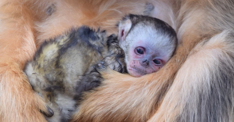 У французькому зоопарку народилася золотиста кирпоноса мавпа — уперше за межами Азії