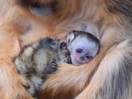 У французькому зоопарку народилася золотиста кирпоноса мавпа — уперше за межами Азії