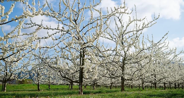 Украинские садоводы: Летом можем остаться без персиков, груш и абрикосов