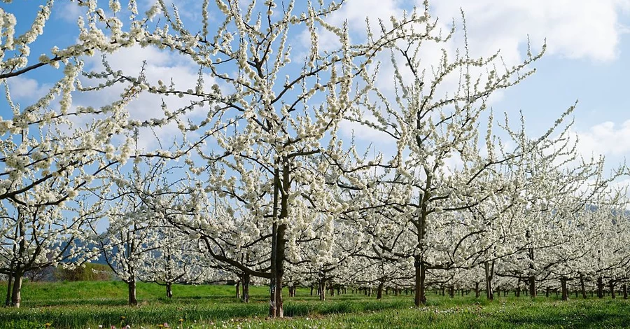 Украинские садоводы: Летом можем остаться без персиков, груш и абрикосов