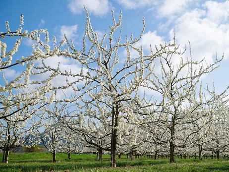 Украинские садоводы: Летом можем остаться без персиков, груш и абрикосов