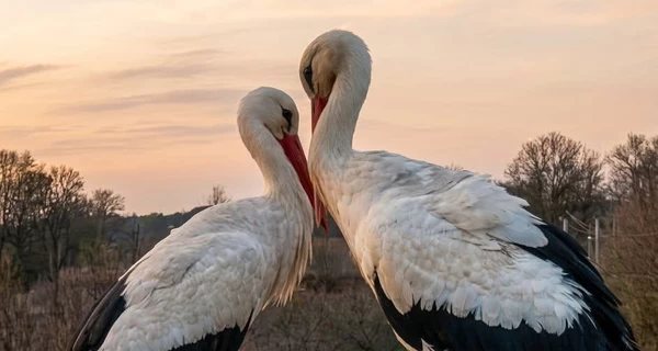Нова пара лелек з’явилася у гнізді Одарки й Грицика на Полтавщині
