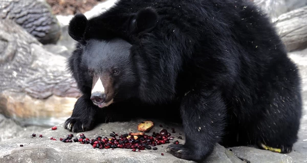 Бері та Боб знову у вольєрах: у Київському зоопарку уссурійські ведмеді вийшли зі сплячки