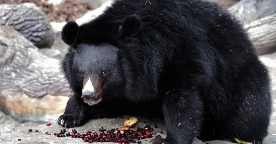 Бері та Боб знову у вольєрах: у Київському зоопарку уссурійські ведмеді вийшли зі сплячки