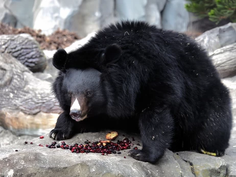 Бери и Боб снова в вольерах: в киевском зоопарке уссурийские медведи вышли из спячки