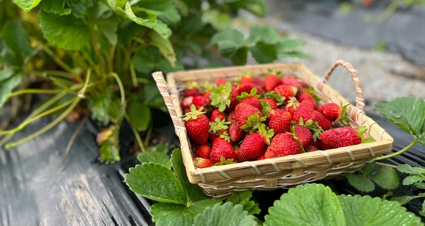 Жителі «полуничної столиці»: Дощі пішли вчасно, ягода буде не «за всі гроші світу»