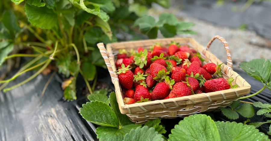 Жителі «полуничної столиці»: Дощі пішли вчасно, ягода буде не «за всі гроші світу»