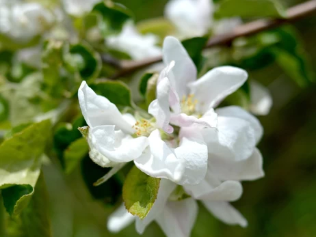 6 апреля – какой сегодня праздник, традиции и приметы, что сегодня нельзя делать и почему нужно готовить горох