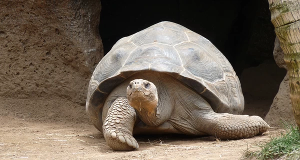 Шахрай інсценував смерть найстарішої черепахи світу для збору криптовалюти