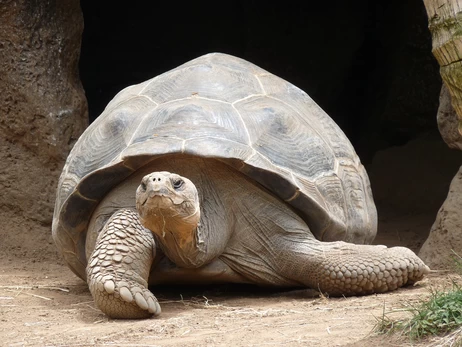 Мошенник инсценировал смерть старейшей черепахи мира для сбора криптовалюты