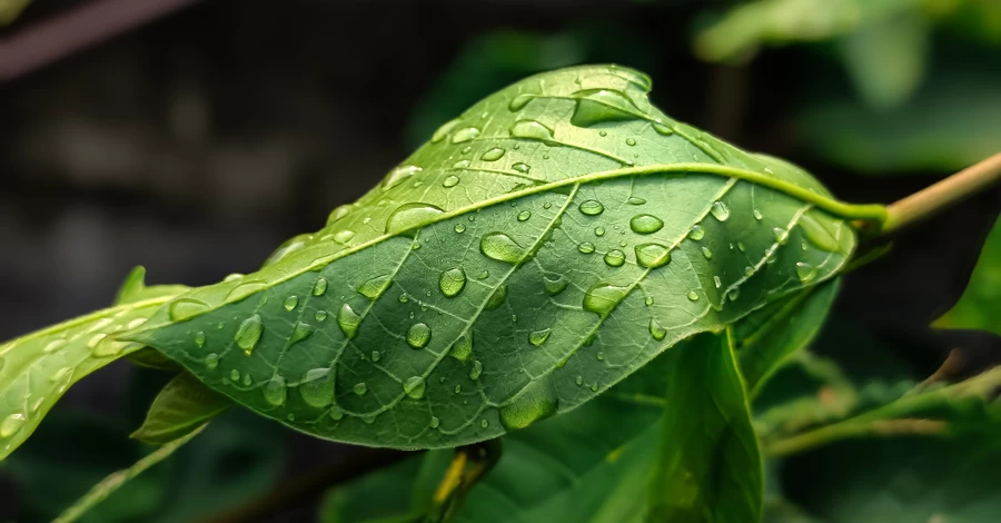 Украину накроют 6 апреля дожди, в некоторых областях возможны заморозки